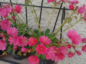 Lewisia