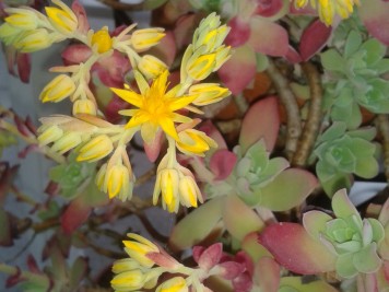 Sedum palmeri