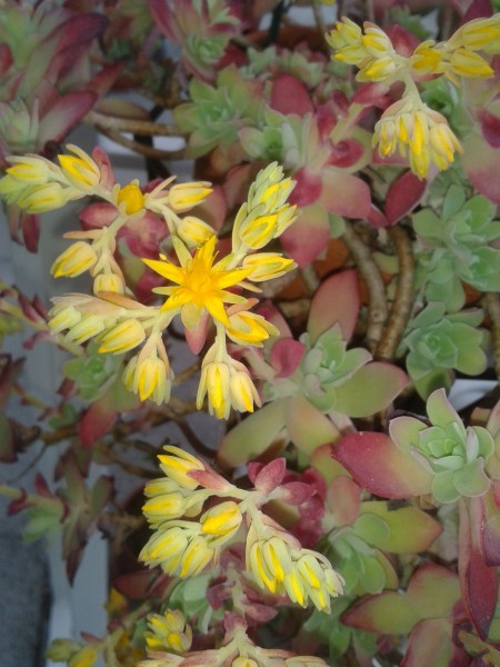 Sedum palmeri