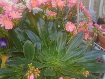 Lewisia