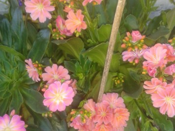 Lewisia