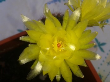 Parodia werdermanniana