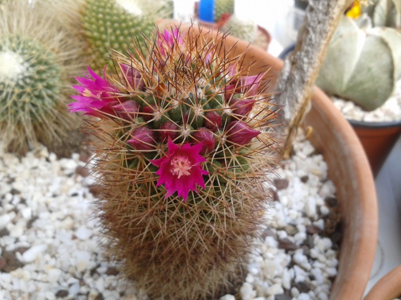 Mammillaria backebergiana