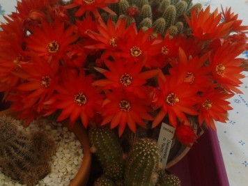 Chamaecereus-sylvestri-