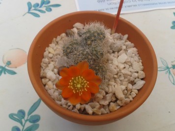 rebutia marsoneri