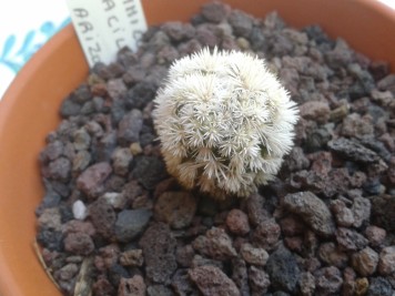 mammi vetula arizona snowcap