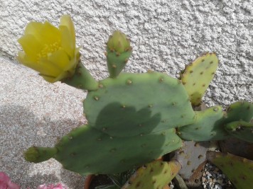 Opuntia stricta