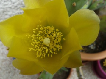 Opuntia stricta