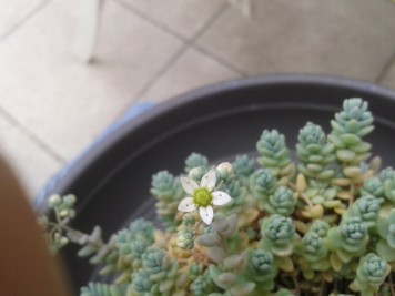 Sedum dasyphyllum