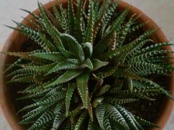 Haworthia attenuata