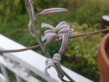 Haworthia attenuata