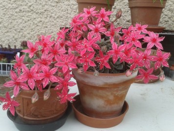 Graptopetalum bellum