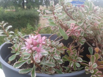 Sedum spurium variegatum