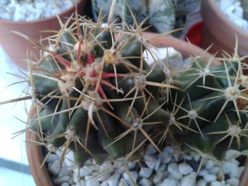 Ferocactus herrerae