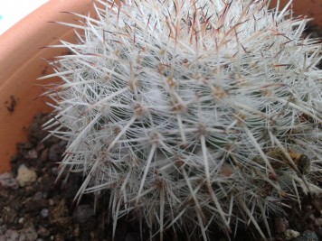 Mammillaria cadereytensis