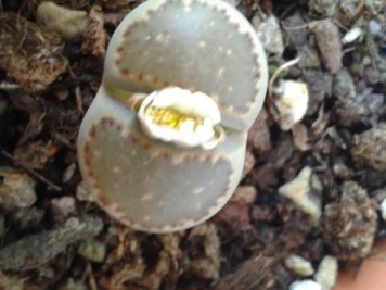 Lithops salicola