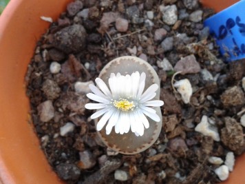 Lithops salicola