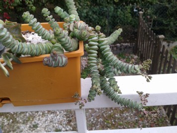 Crassula Baby Necklace