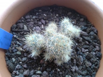 mammillaria prolifera