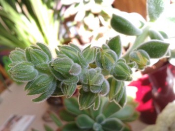 Echeveria pulvinata frosty