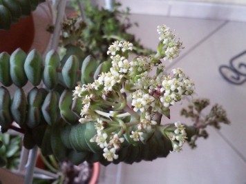 Crassula Baby Necklace