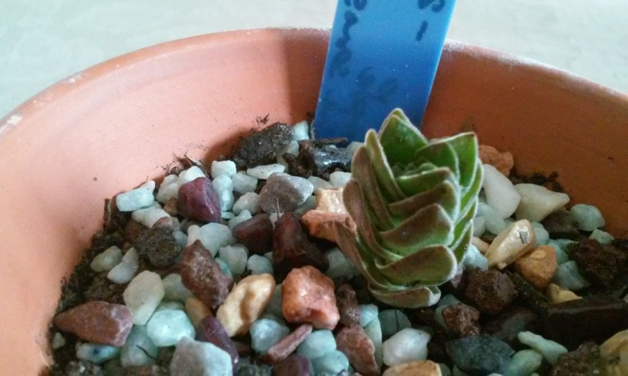 Crassula Budda'h Temple