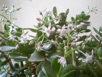 Crassula ovata