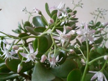 Crassula ovata