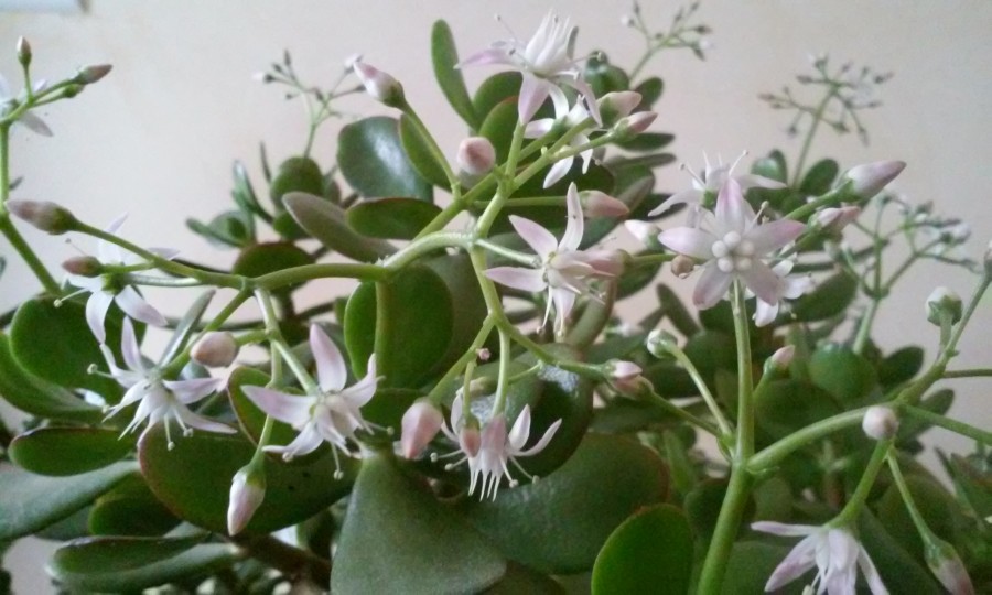 Crassula ovata