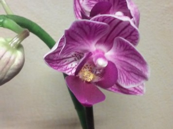 Orchidée phalaenopsis