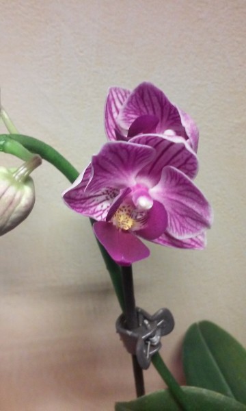 Orchidée phalaenopsis