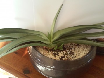 gasteria sp