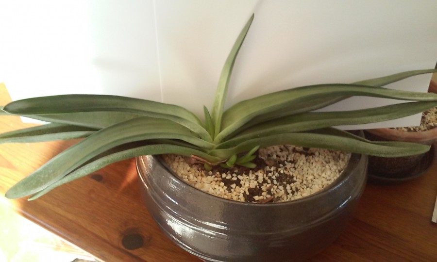 gasteria sp