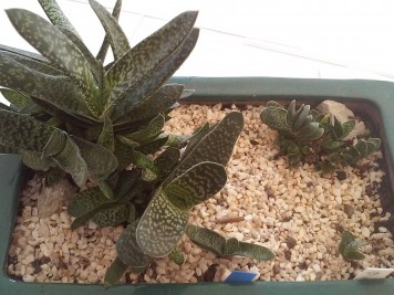 gasteria