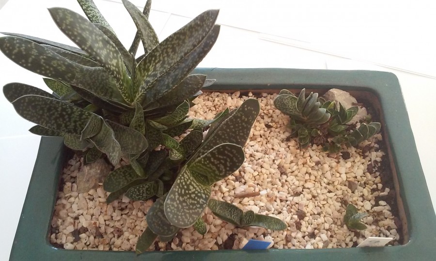 gasteria