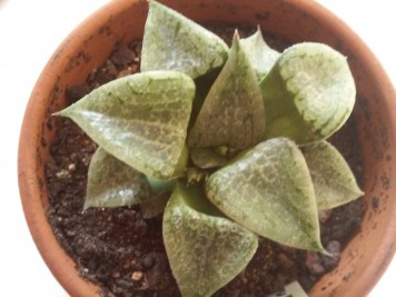 Haworthia comptoniana