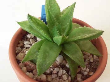 Haworthia marmuriana