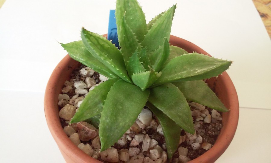 Haworthia marmuriana