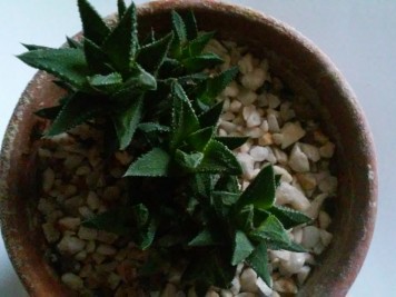 Haworthia reinwardtii