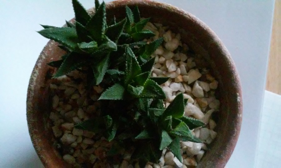 Haworthia reinwardtii