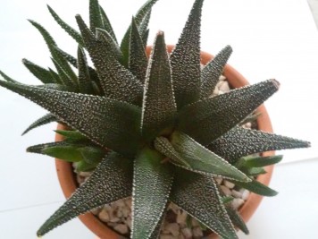 Haworthia fasciata concolor