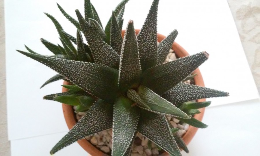 Haworthia fasciata concolor