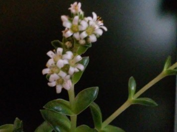 Crassula 'Bride's Bouquet'