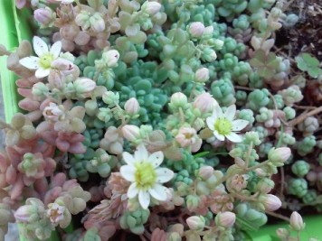 Sedum dasyphyllum