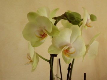Orchidée phalaenopsis