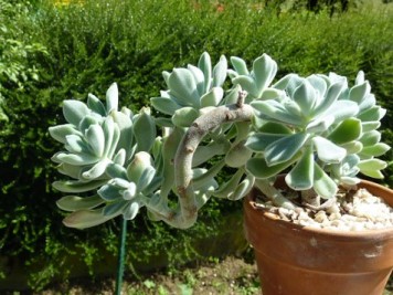 Echeveria pulvinata frosty