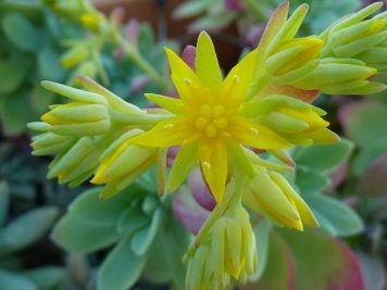 Sedum palmeri