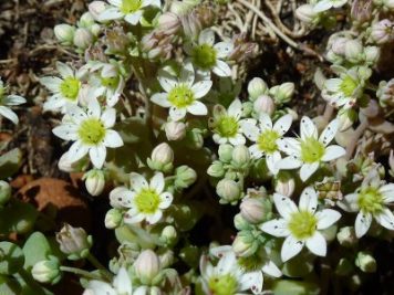 Sedum dasyphyllum