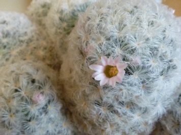 Mammillaria plumosa