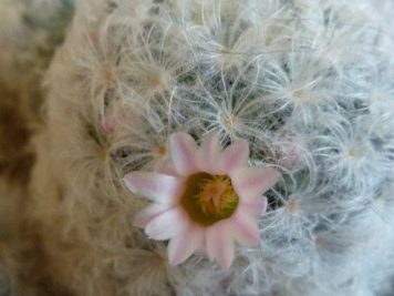 Mammillaria plumosa